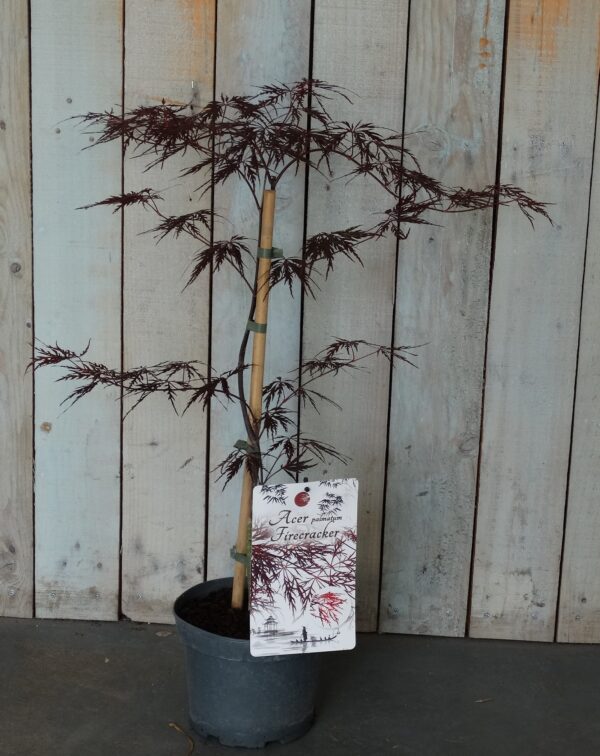 Acer palmatum dissectum 'Firecracker'