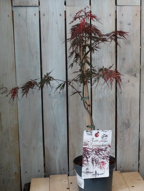 Acer palmatum dissectum 'Firecracker'