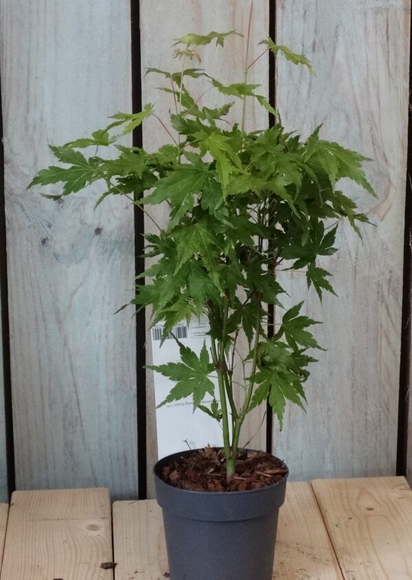 Acer palmatum 'Going Green'