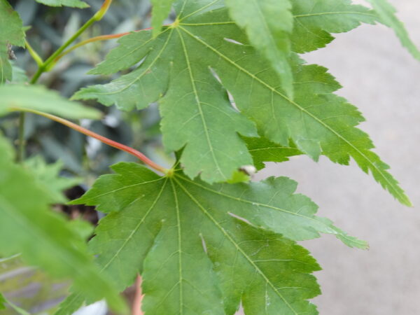 Acer palmatum 'Going Green'