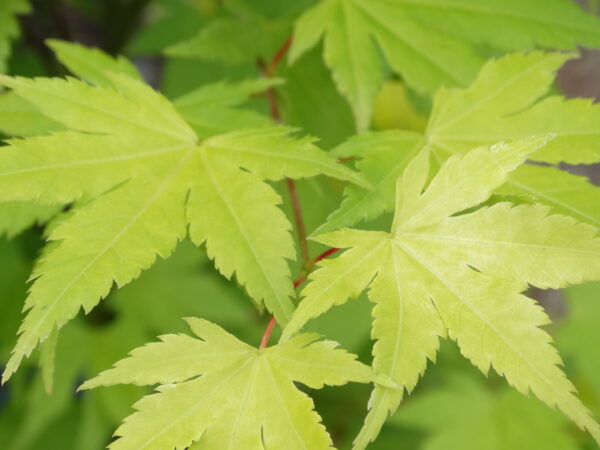 Acer palmatum 'Orange Dream'