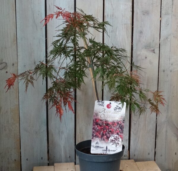 Acer palmatum 'Orangeola'