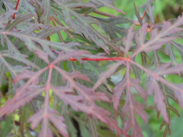 Acer palmatum 'Orangeola'