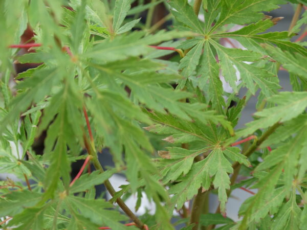 Acer palmatum 'Seiryu'