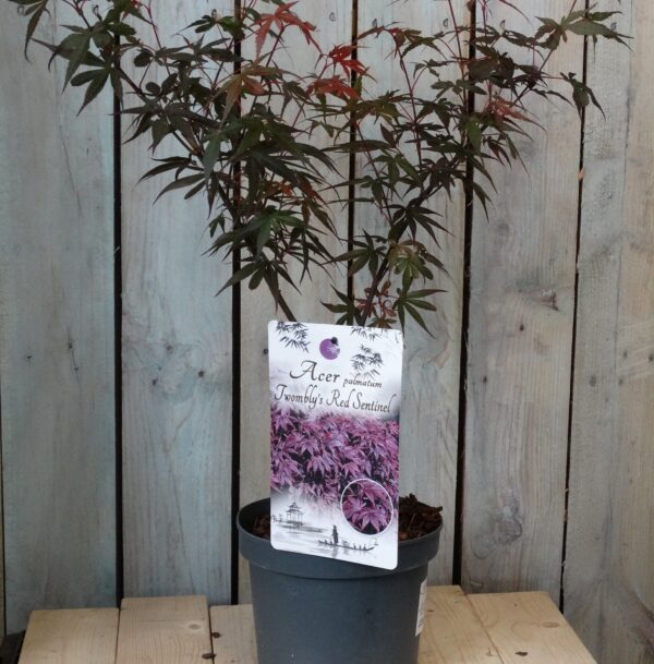 Acer palmatum 'Twombly's Red Sentinel'
