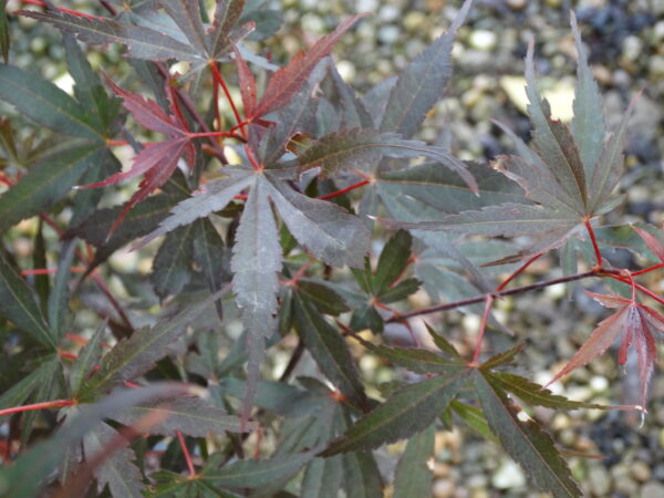 Acer palmatum 'Twombly's Red Sentinel'
