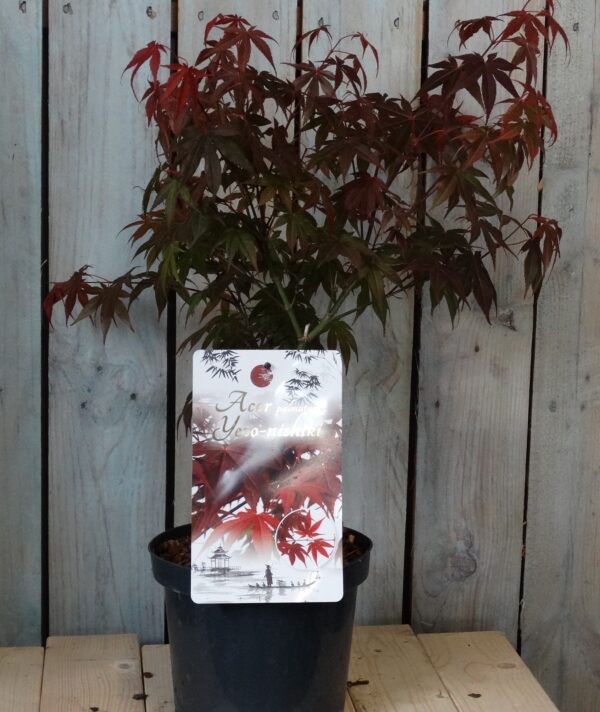 Acer palmatum 'Yezo-nishiki'