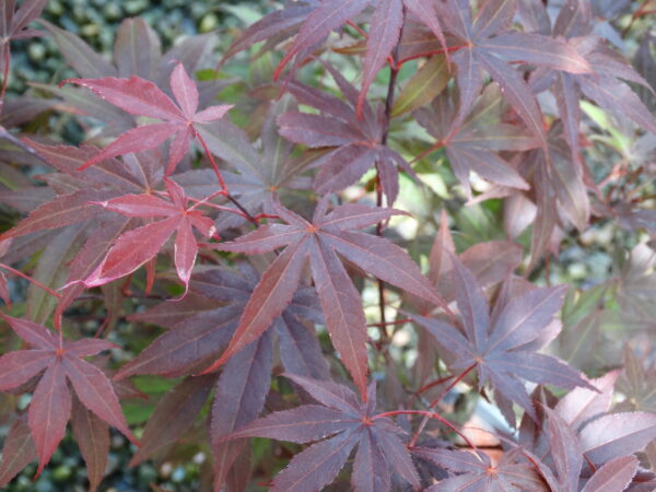 Acer palmatum 'Yezo-nishiki'
