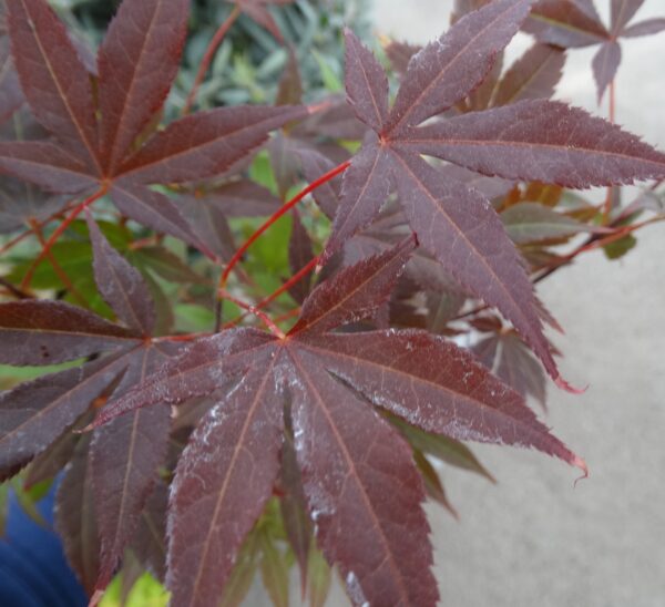 Acer palmatum 'Atropurpureum'