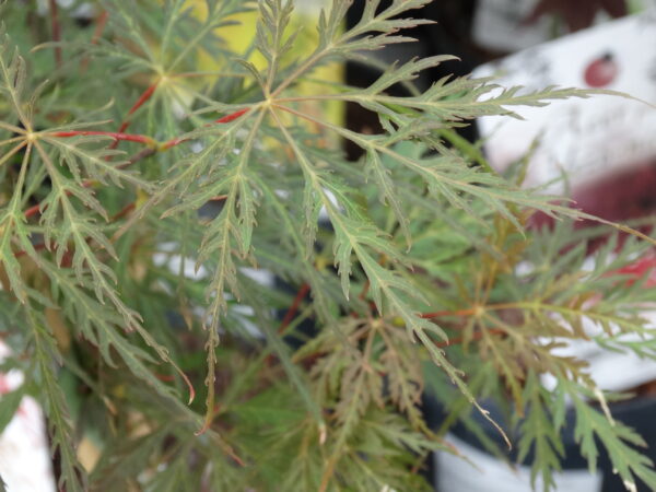 Acer palmatum 'Dissectum'