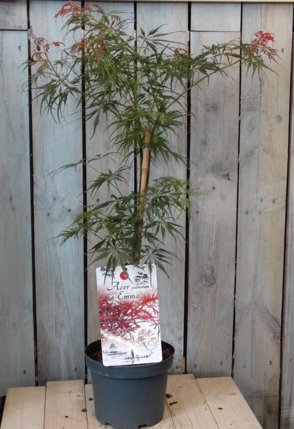 Acer palmatum dissectum 'Emma'