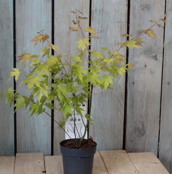 Acer palmatum 'Orange Dream'