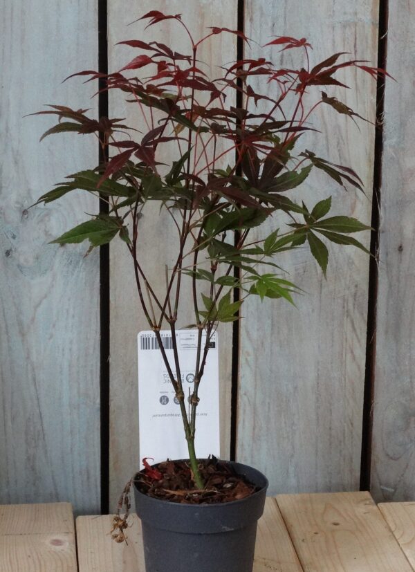 Acer palmatum 'Atropurpureum'