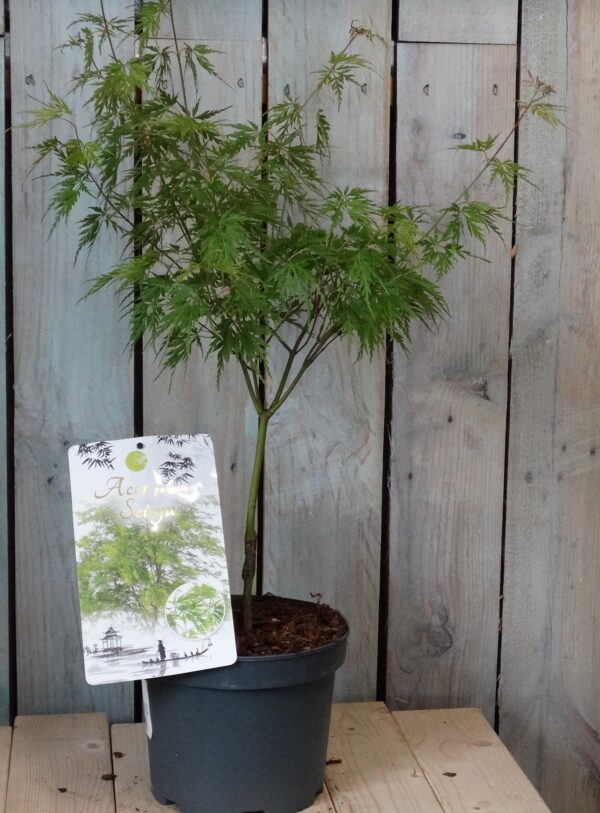 Acer palmatum 'Seiryu'