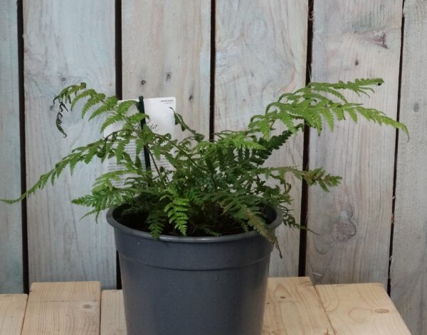 Dicksonia antartica