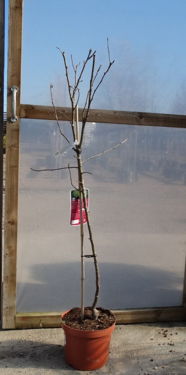 Malus domestica 'Golden Delicious' M26 root stock