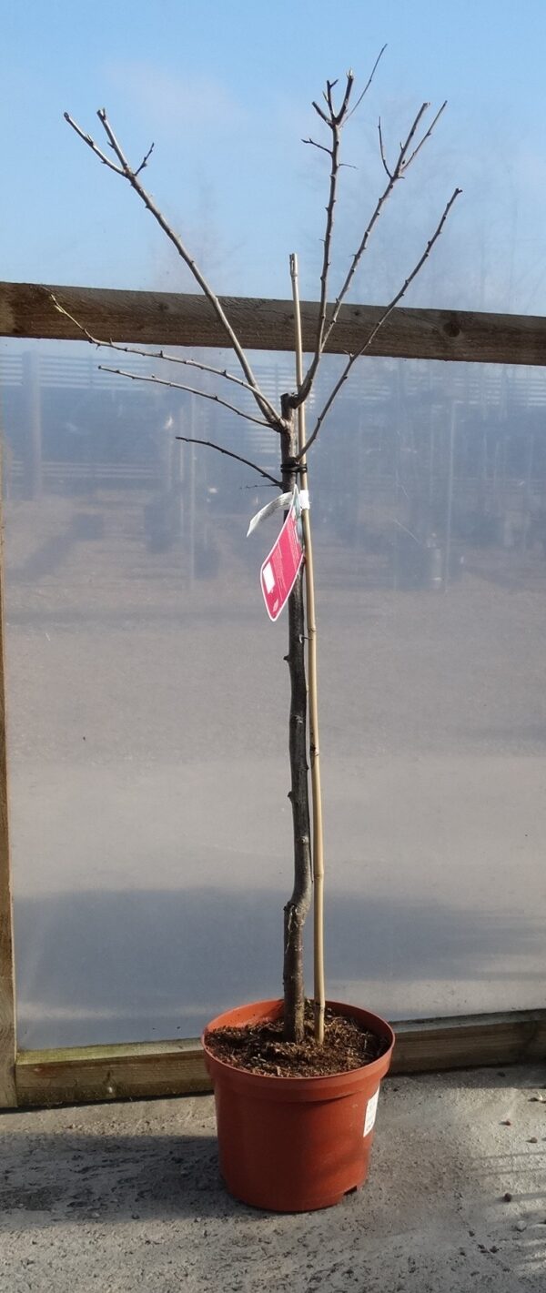 Prunus insititia ‘Merryweather Damson’