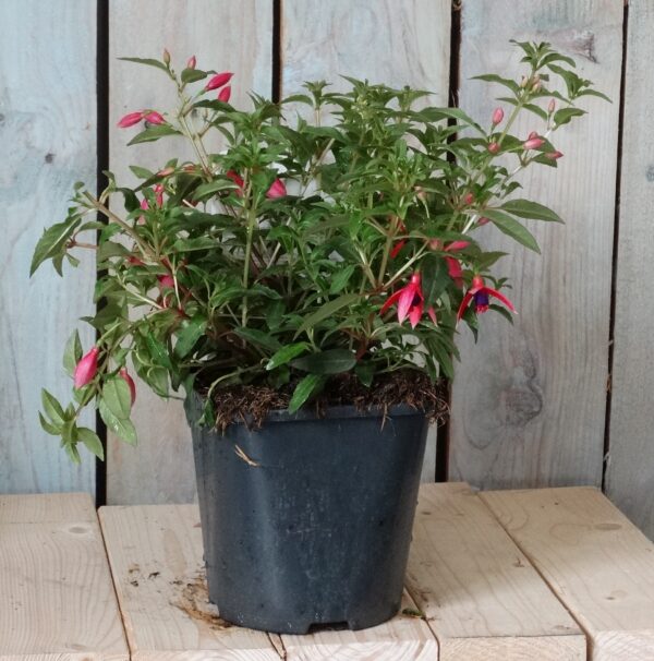 Fuchsia 'Electric Lights'