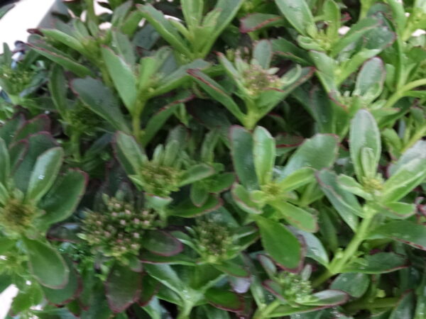 Sedum spur. 'Spot On Deep Rose'