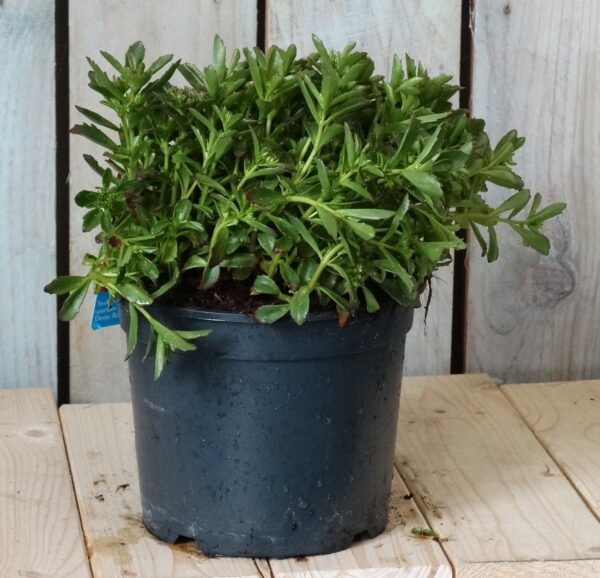 Sedum spur. 'Spot On Deep Rose'
