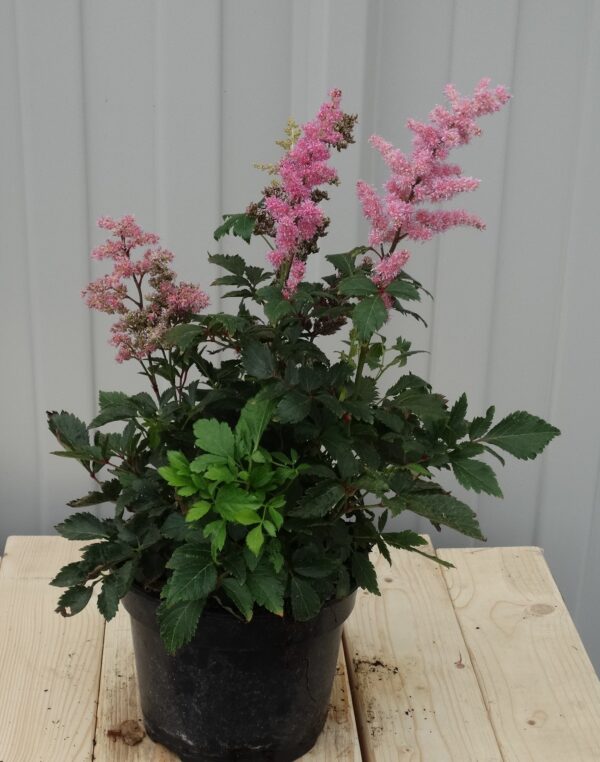 Astilbe 'Pink Shades'