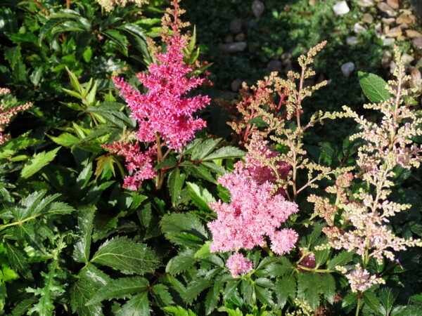 Astilbe 'Pink Shades'