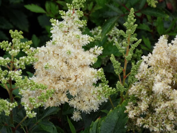 Astilbe x arendsii 'Astary White'