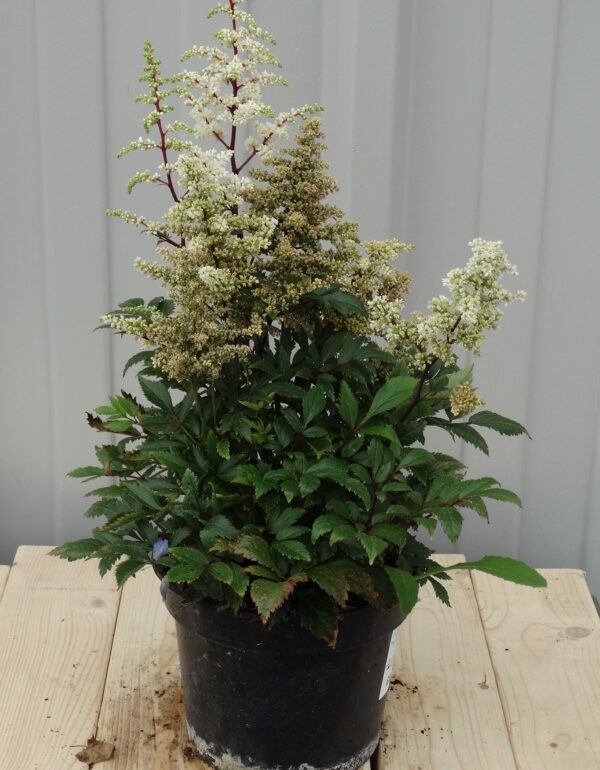 Astilbe x arendsii 'Astary White'