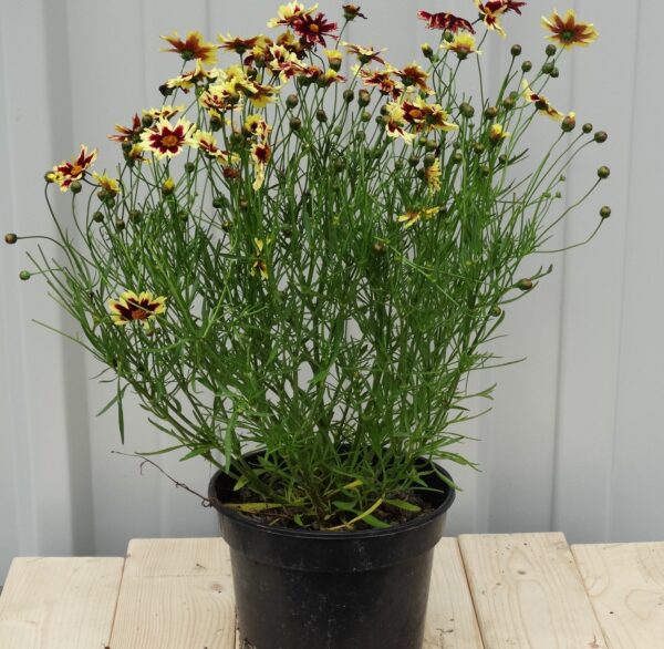 Coreopsis verticillate ‘Chorasan Ruby Frost’