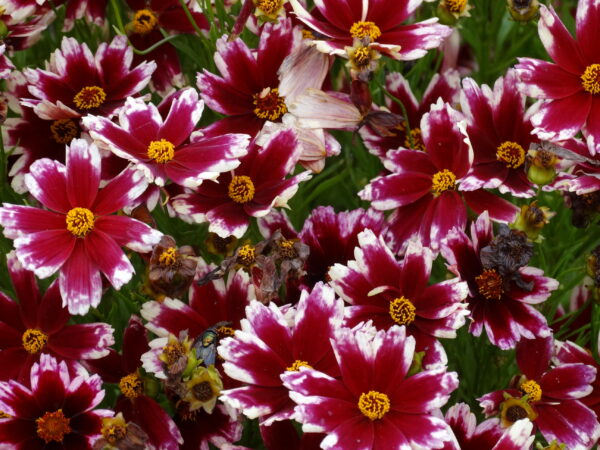 Coreopsis verticillate ‘Chorasan Ruby Frost’