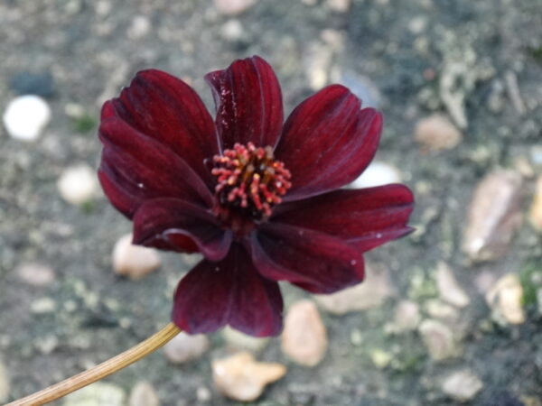 Cosmos atro. 'Eclipse'