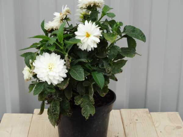 Dahlia hort. 'XL White Perfection'