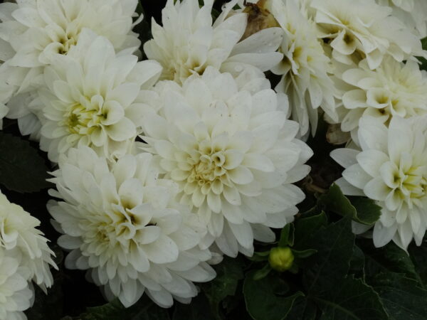 Dahlia hort. 'XL White Perfection'