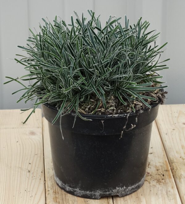 Ficinia truncata 'Frosty Morning'