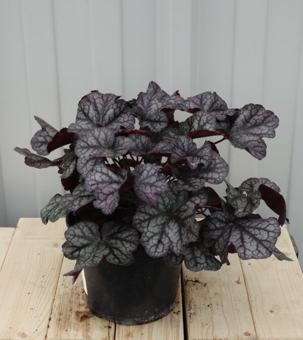 Heuchera x hyb. 'Tonka Silver Vein'