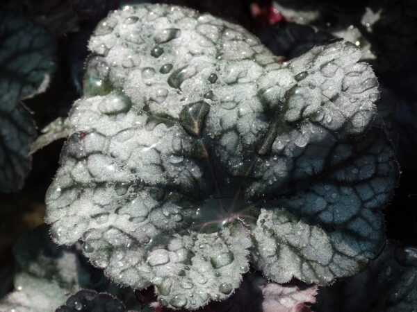 Heuchera x hyb. 'Tonka Silver Vein'