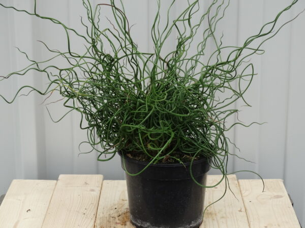Juncus effusus 'Spiralis'