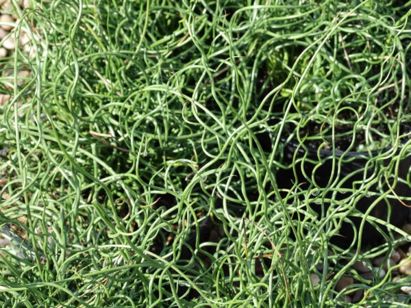 Juncus effusus 'Spiralis'