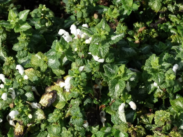 Lamium maculatum 'Album'