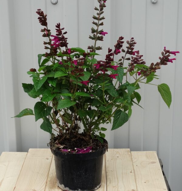 Salvia 'Flamingo Lake'