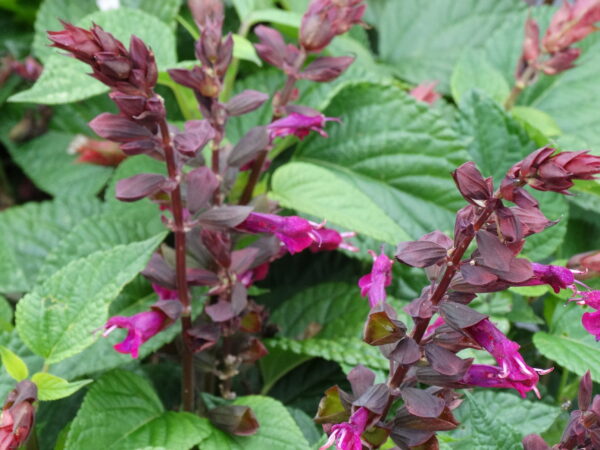 Salvia 'Flamingo Lake'
