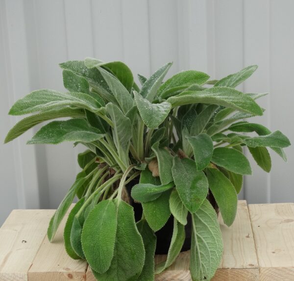 Stachys byz. 'Comtess Helen von Stein'