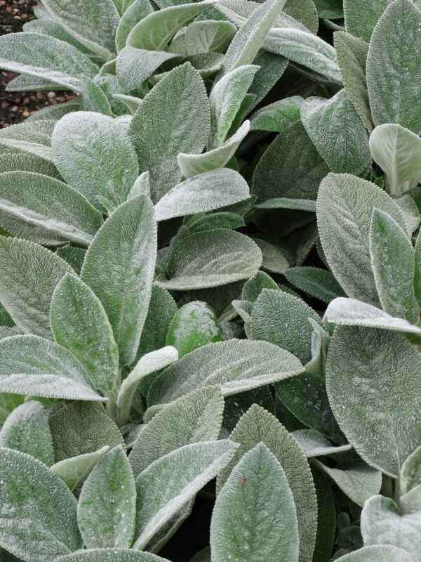 Stachys byz. 'Comtess Helen von Stein'