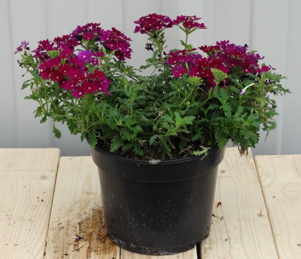 Verbena peruviana 'Burgundy'