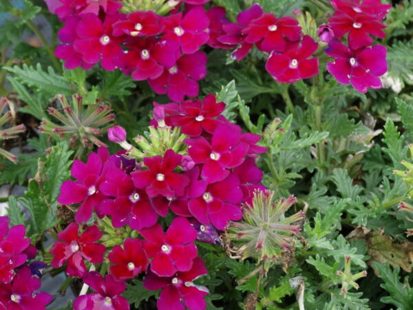 Verbena peruviana 'Burgundy'