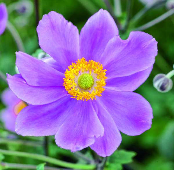 Anemone × hybrida 'Serenade'