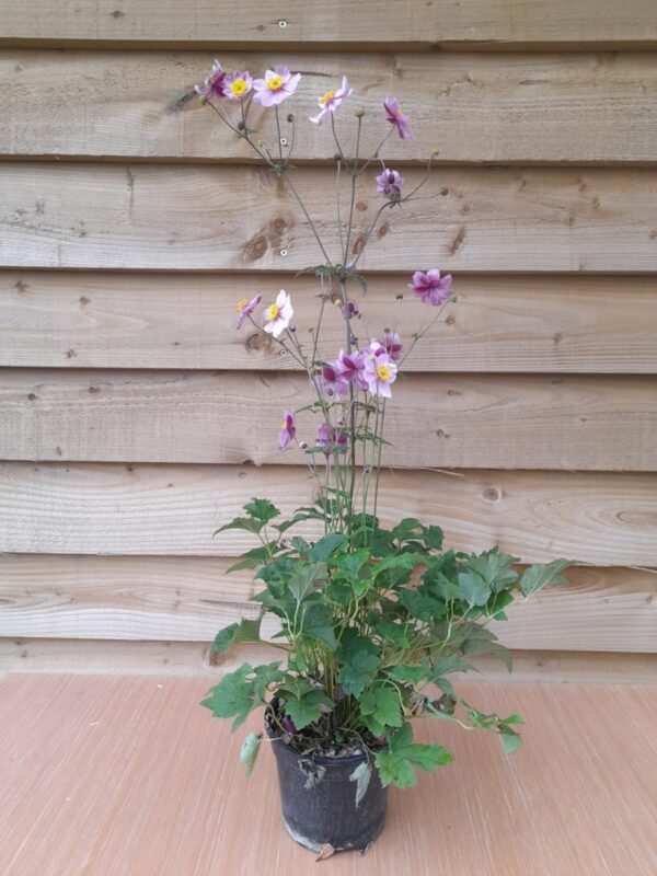 Anemone × hybrida 'Serenade'