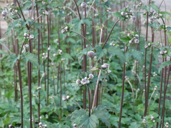 Anemone × hybrida 'Serenade'