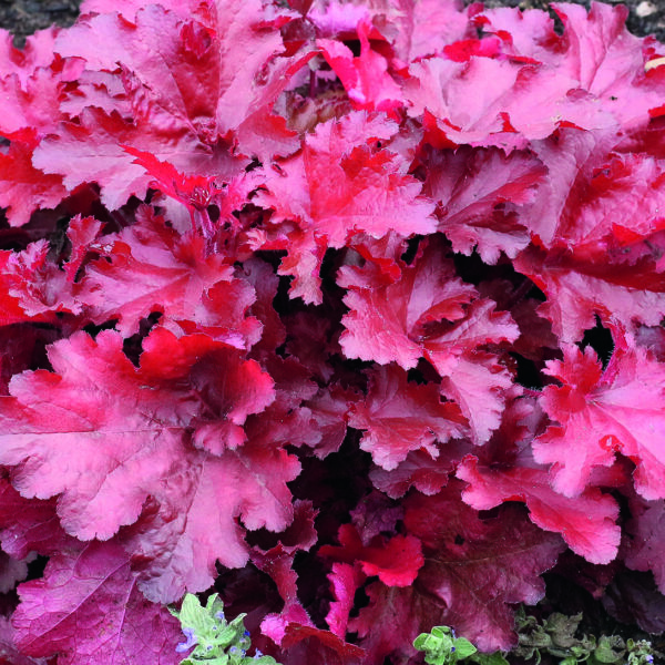 Heuchera 'Forever Red'
