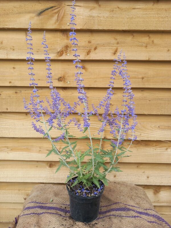 Perovskia atroplicifolia ‘Blue Spire’